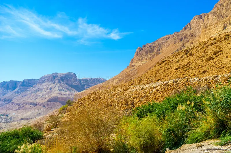 Desert & Greenery